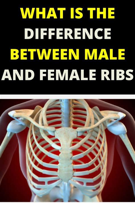 how many ribs does man and woman have